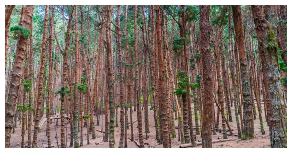 Pine Forest