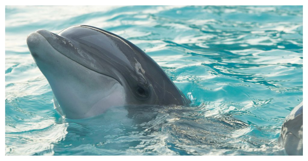 Spot Wild Dolphins