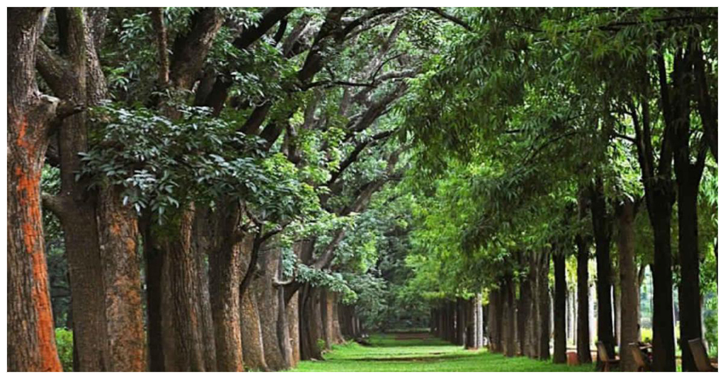 Relax in Cubbon Park