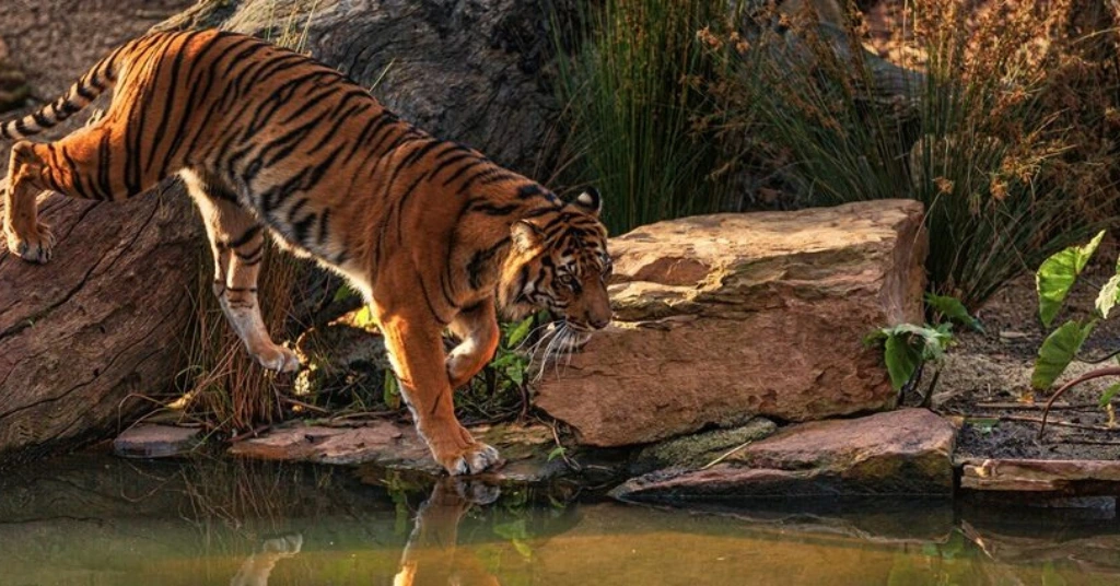 Bengal tiger - Dibang wildlife