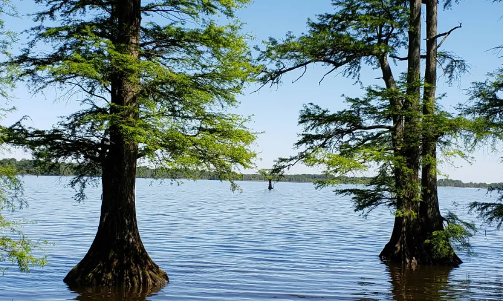 Reelfoot Lake in Tennessee